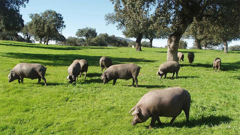 Lợn Đen Tây Ban Nha Được Nuôi Thả Tự Do Trên Đồng Cỏ